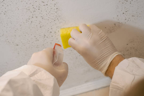 Best Air Quality Testing for Mold Spores  in Biltmore Forest, NC