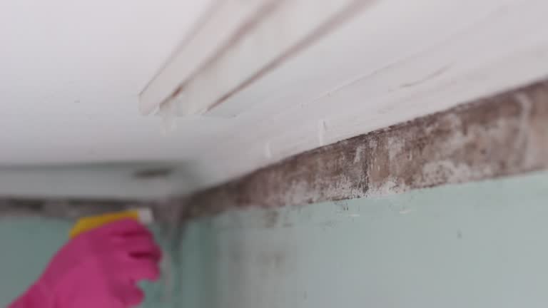 Best Environmental Consulting for Mold Prevention  in Biltmore Forest, NC